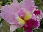 Tinonee-orchids-II 005